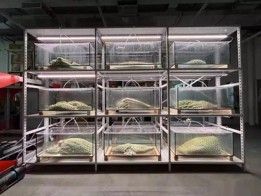 活材料碳捕获_3D打印水凝胶蓝细菌_ETH