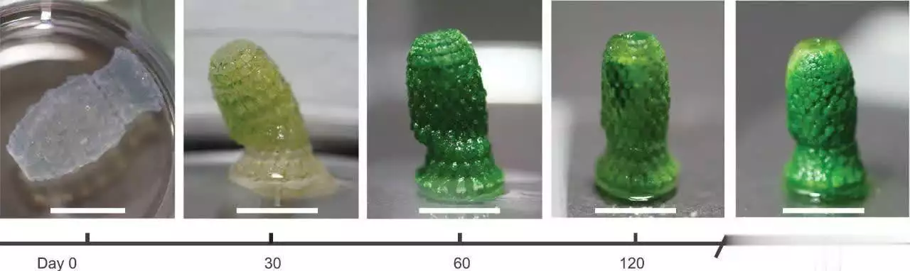 3D打印水凝胶蓝细菌_活材料碳捕获_ETH