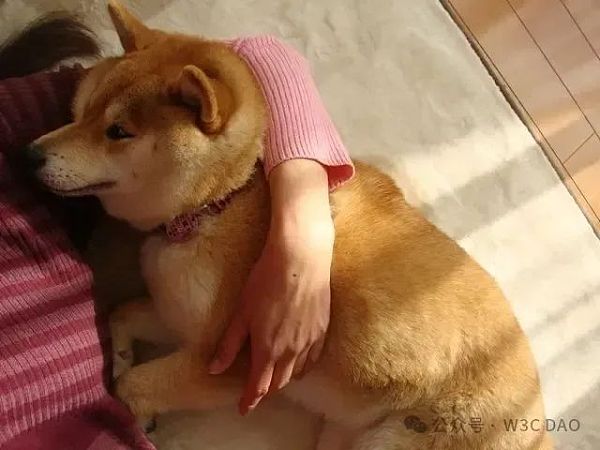 传奇网红犬Doge原型柴犬Kabosu离世，19岁高龄告别全球粉丝